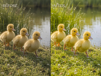 40+ WILDLIFE Lightroom Presets (Mobile & Desktop)
