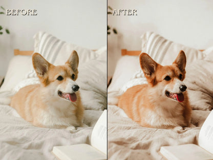 50+ PET LOVER Lightroom Presets (Mobile & Desktop)