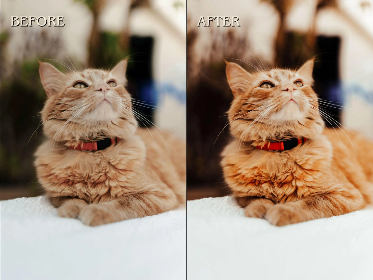 50+ PET LOVER Lightroom Presets (Mobile & Desktop)