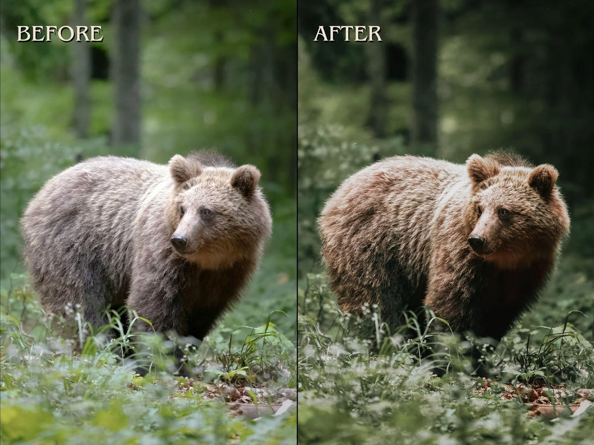 40+ FOREST Lightroom Presets (Mobile & Desktop)