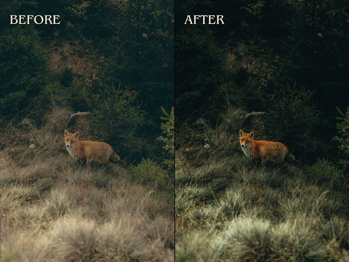 40+ FOREST Lightroom Presets (Mobile & Desktop)