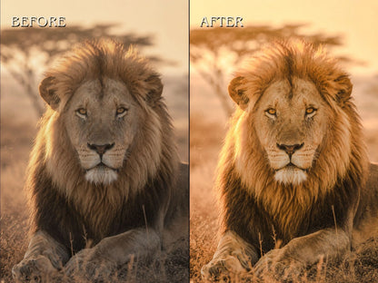 40+ WILDLIFE Lightroom Presets (Mobile & Desktop)