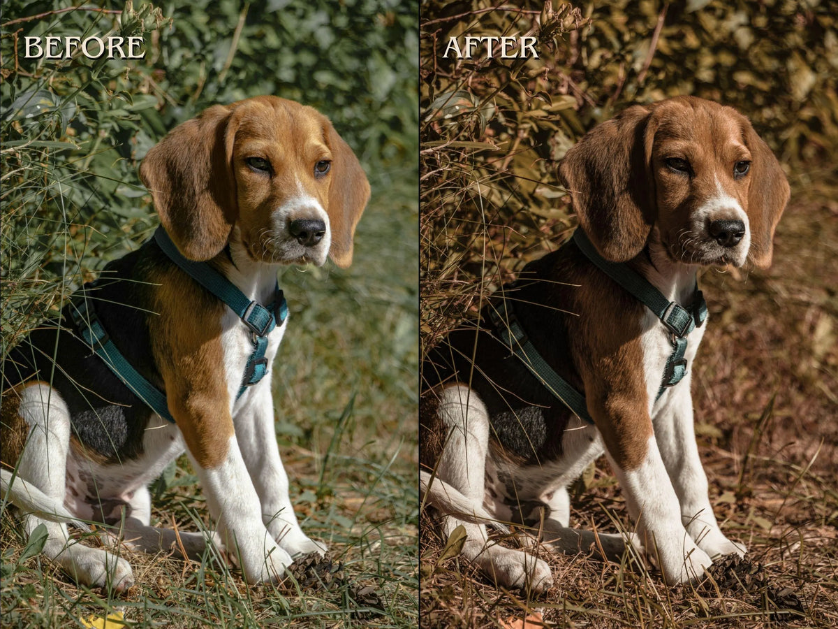50+ PET LOVER Lightroom Presets (Mobile & Desktop)